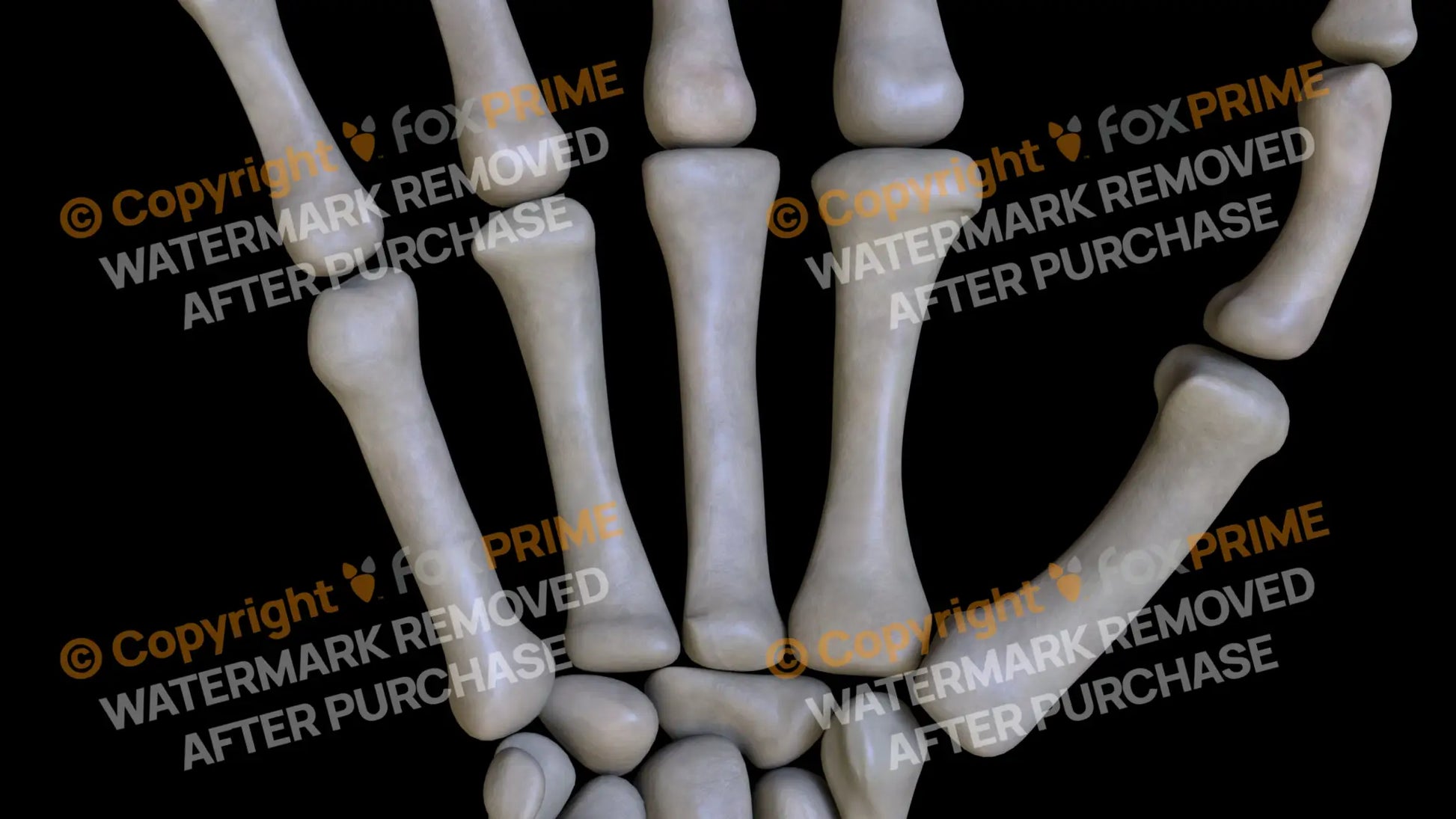 Metacarpal 02 (Right) Still Shot