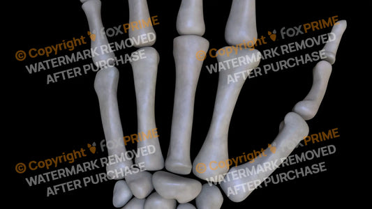 Metacarpal 02 (Left) Still Shot