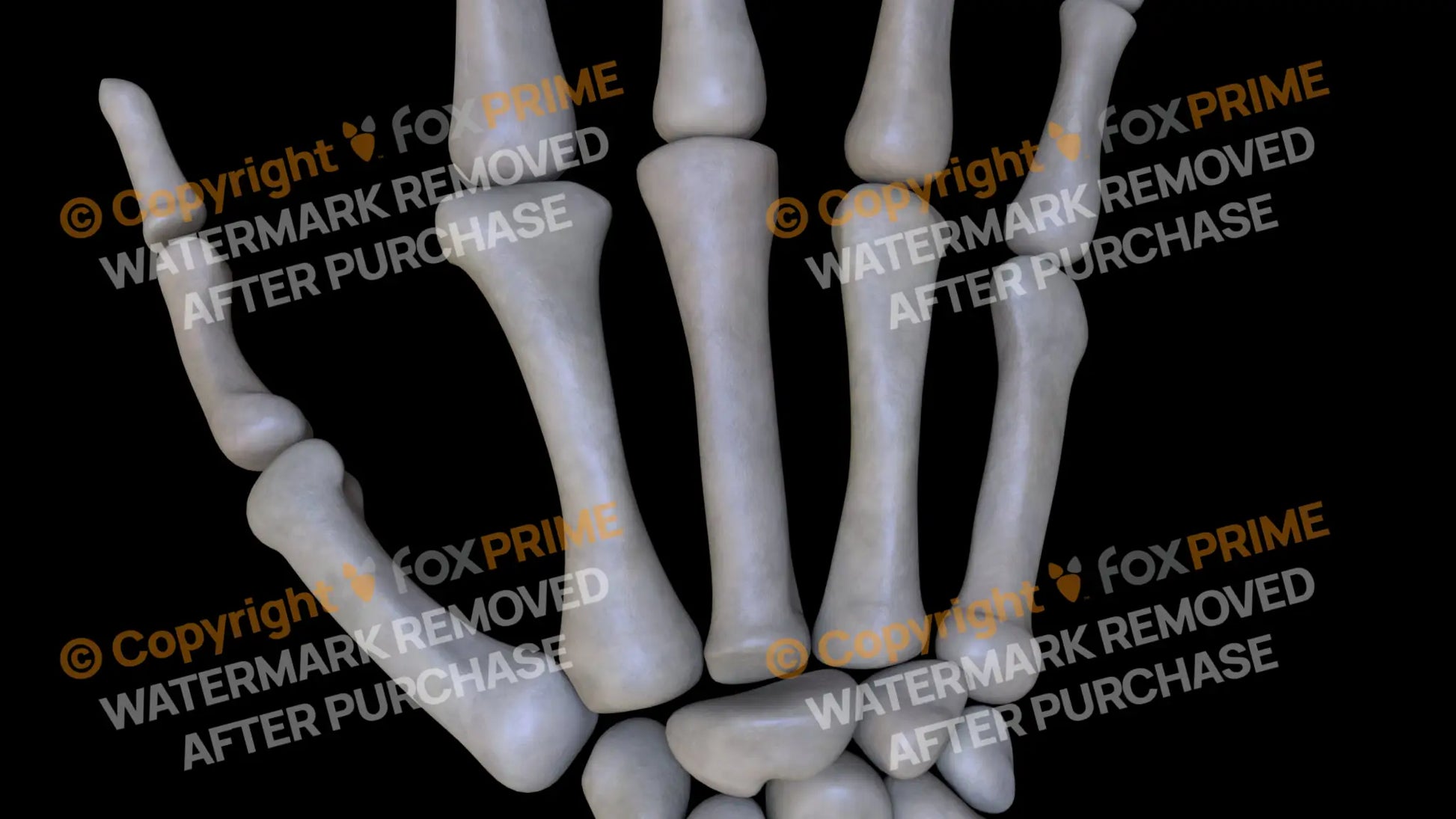 Metacarpal 02 (Right) Still Shot