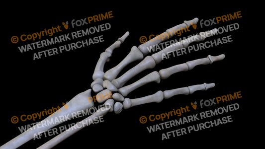 Metacarpal 03 (Right) Still Shot