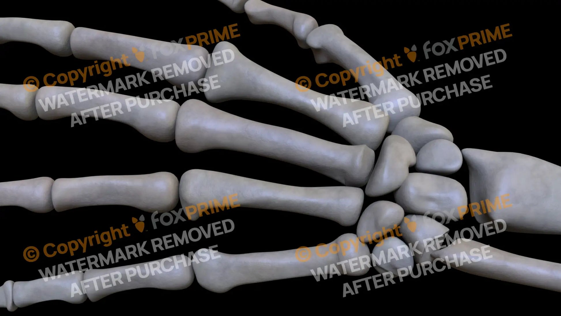 Metacarpal 05 (Left) Still Shot
