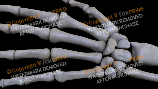 Metacarpal 05 (Left) Still Shot