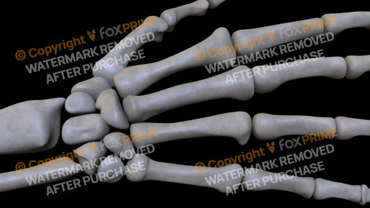 Metacarpal 05 (Right) Still Shot