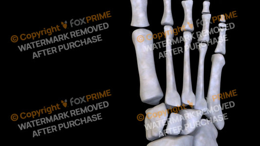 Metarsal 01-05 (Right) Still Shot