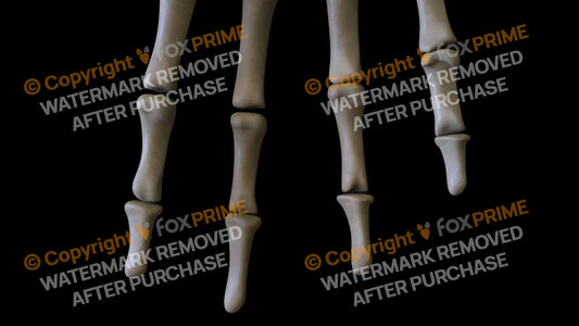 Middle Phalange 02-05 (Right) Still Shot
