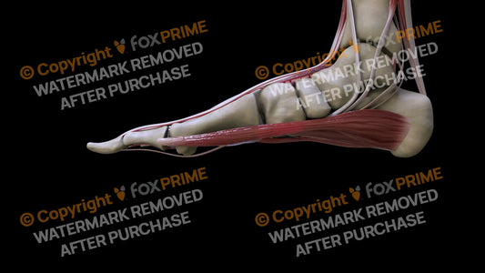 Muscular System Abductor Hallucis 2 Still Shot