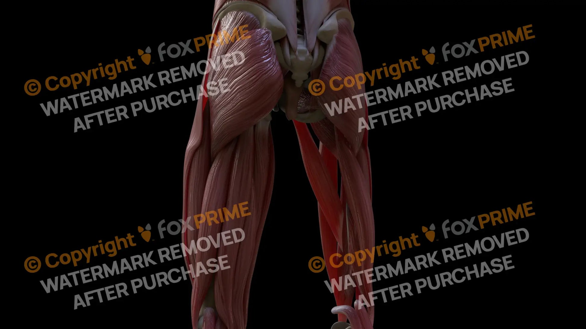 Muscular System Adductor Longus 2 Still Shot