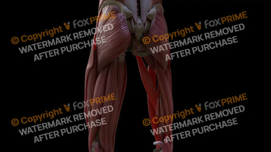 Muscular System Adductor Longus 2 Still Shot