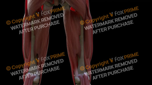 Muscular System Adductor Magnus 2 Still Shot