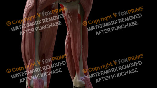 Muscular System Adductor Magnus 3 Still Shot