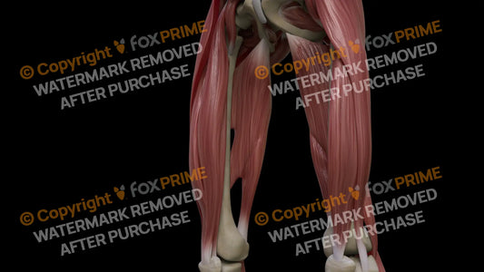 Muscular System Adductor Magnus 4 Still Shot