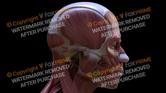 Muscular System Auricular Posterior 2 Still Shot