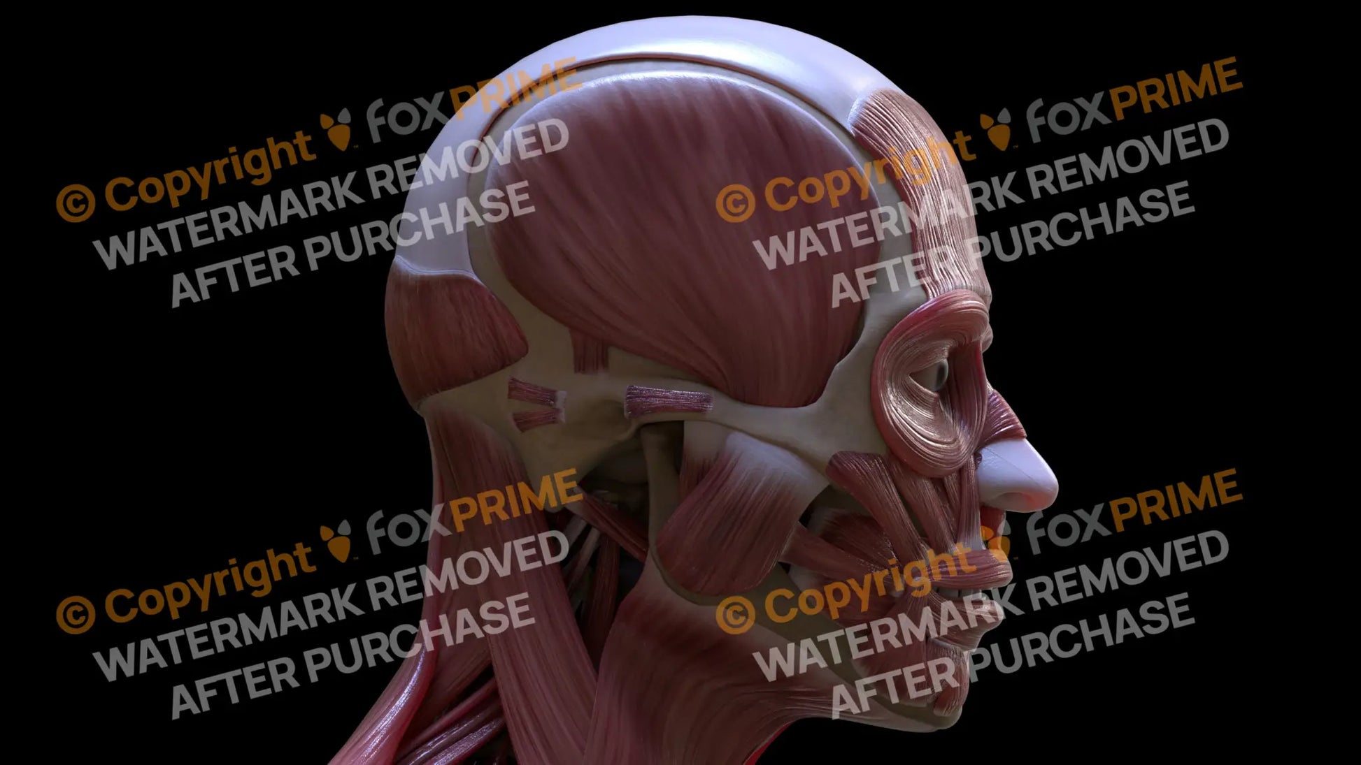 Muscular System Auricular Posterior 2 Still Shot