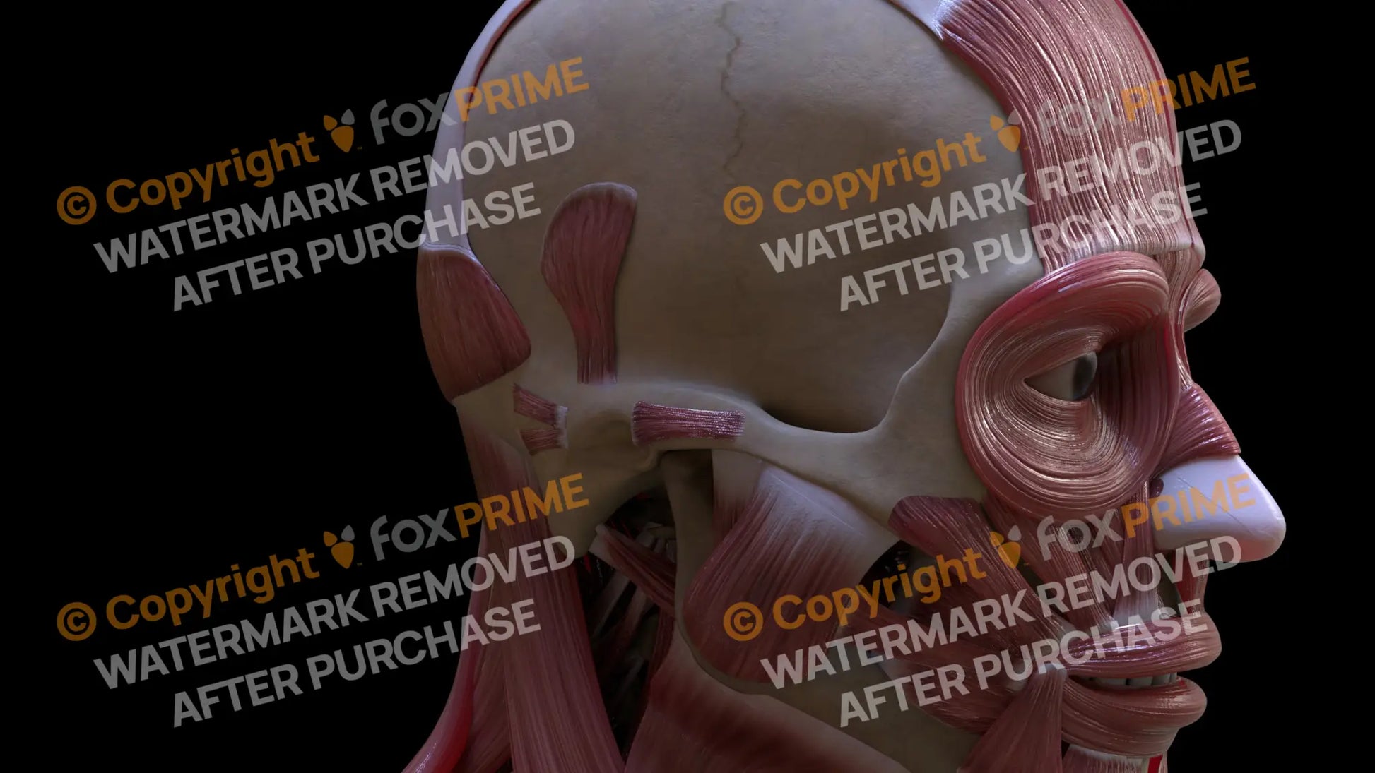 Muscular System Auricular Superior 2 Still Shot
