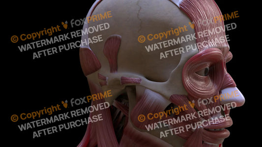 Muscular System Auricular Superior 2 Still Shot