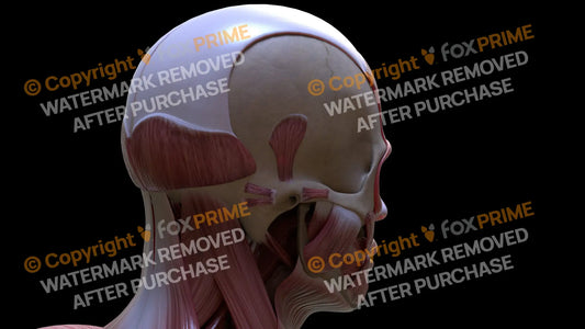 Muscular System Auricular Superior 3 Still Shot