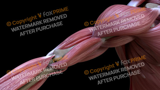 Muscular System Biceps 2 Still Shot
