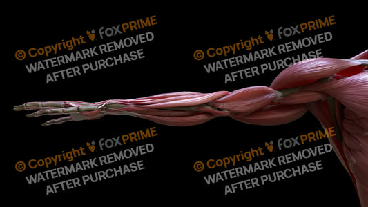 Muscular System Biceps 3 Still Shot