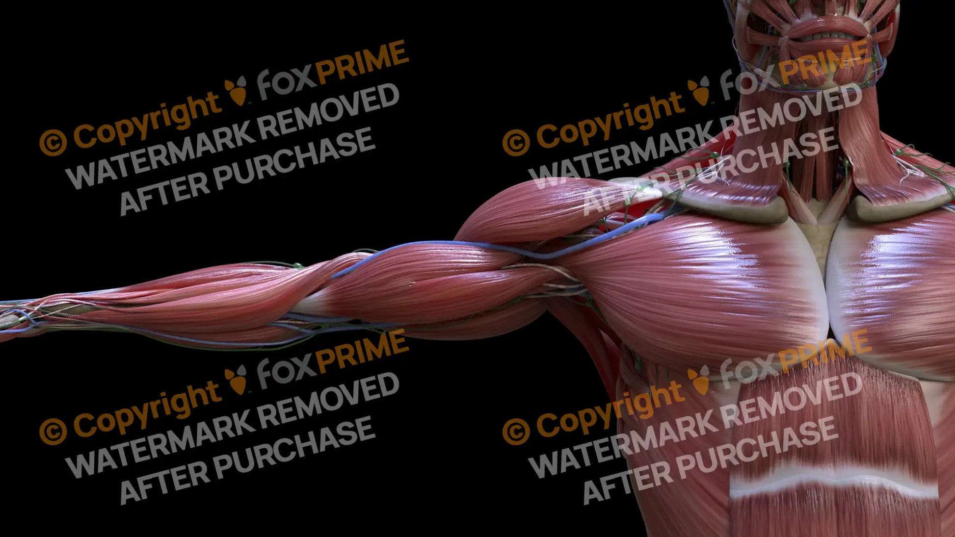 Muscular System Biceps Brachii 2 Still Shot