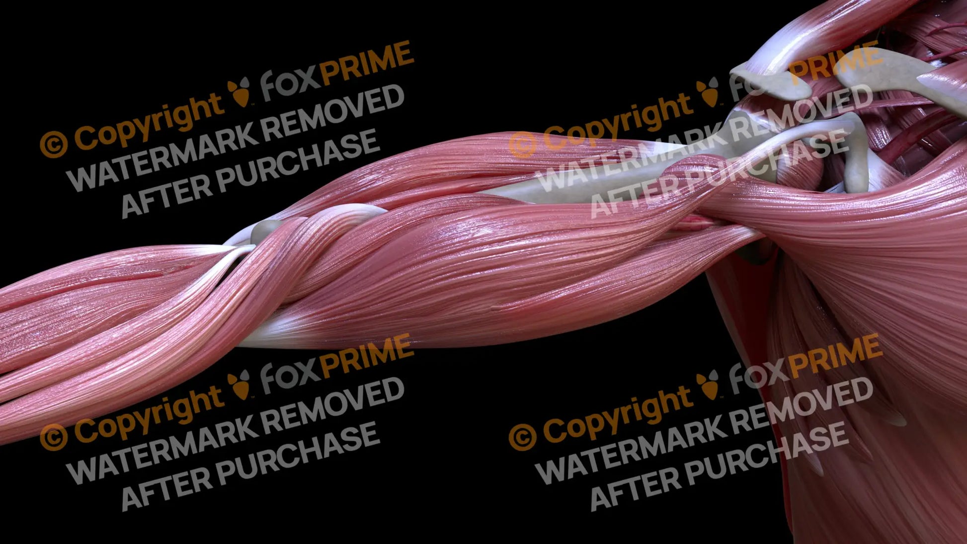 Muscular System Biceps Brachii 3 Still Shot