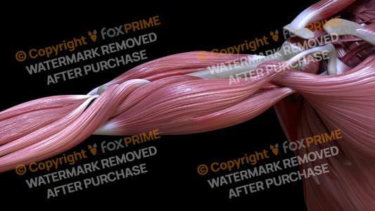 Muscular System Biceps Brachii 3 Still Shot