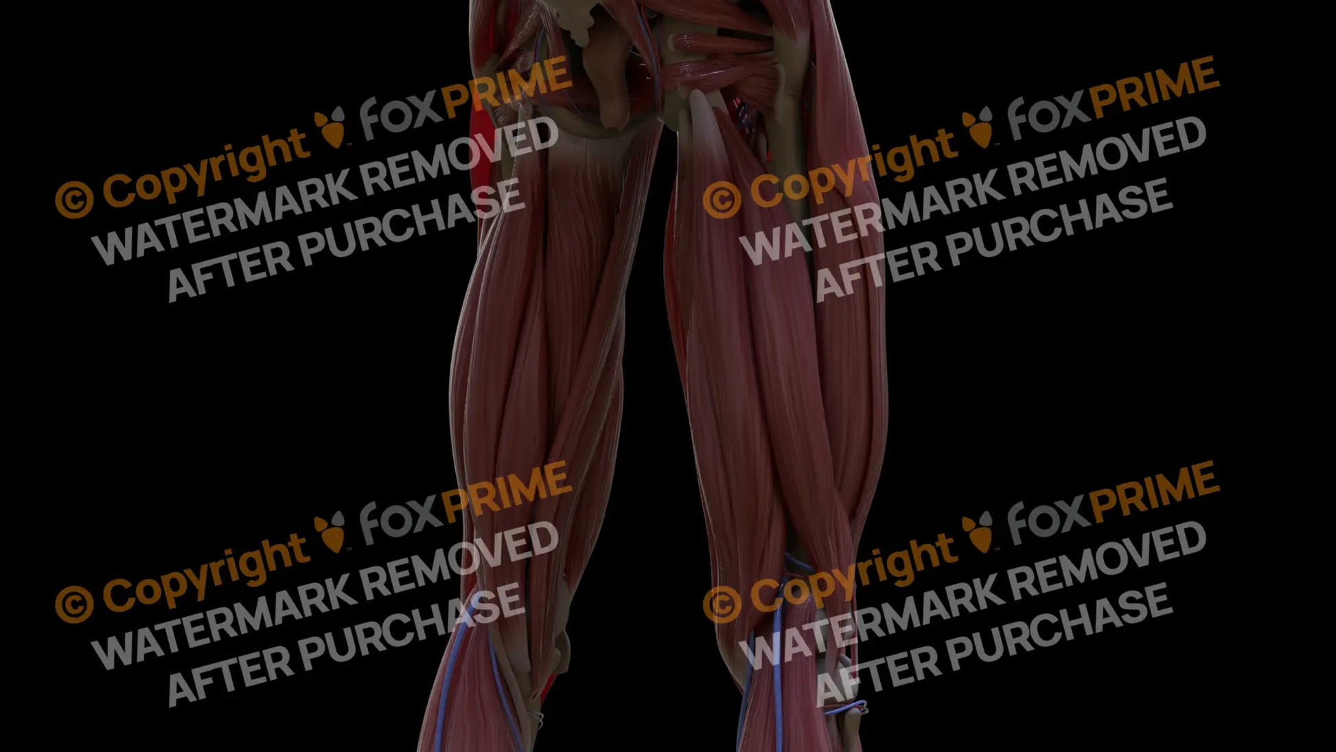 Muscular System Biceps Femoris 2 Still Shot