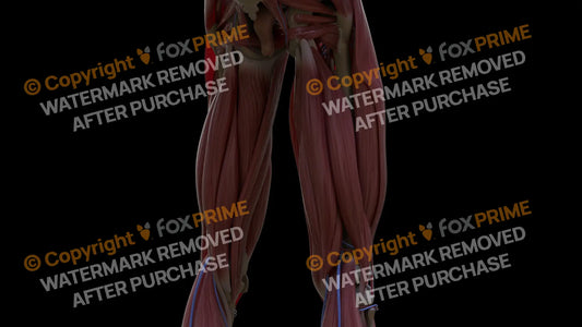 Muscular System Biceps Femoris 2 Still Shot