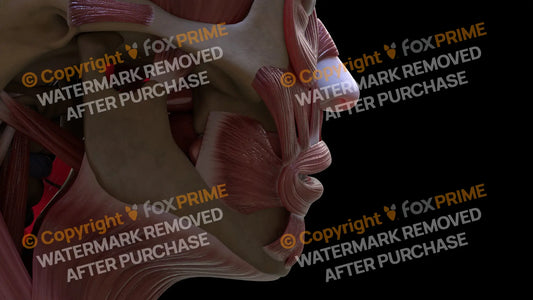 Muscular System Buccinator 2 Still Shot