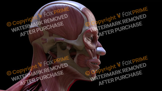 Muscular System Buccinator 3 Still Shot