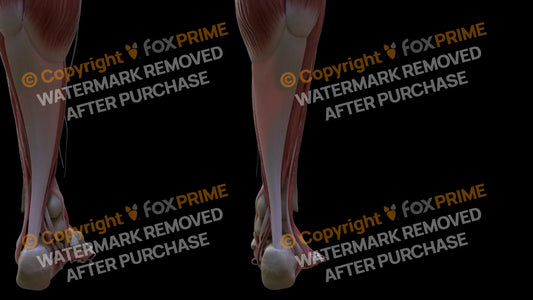 Muscular System Calcaneal Tendon 2 Still Shot