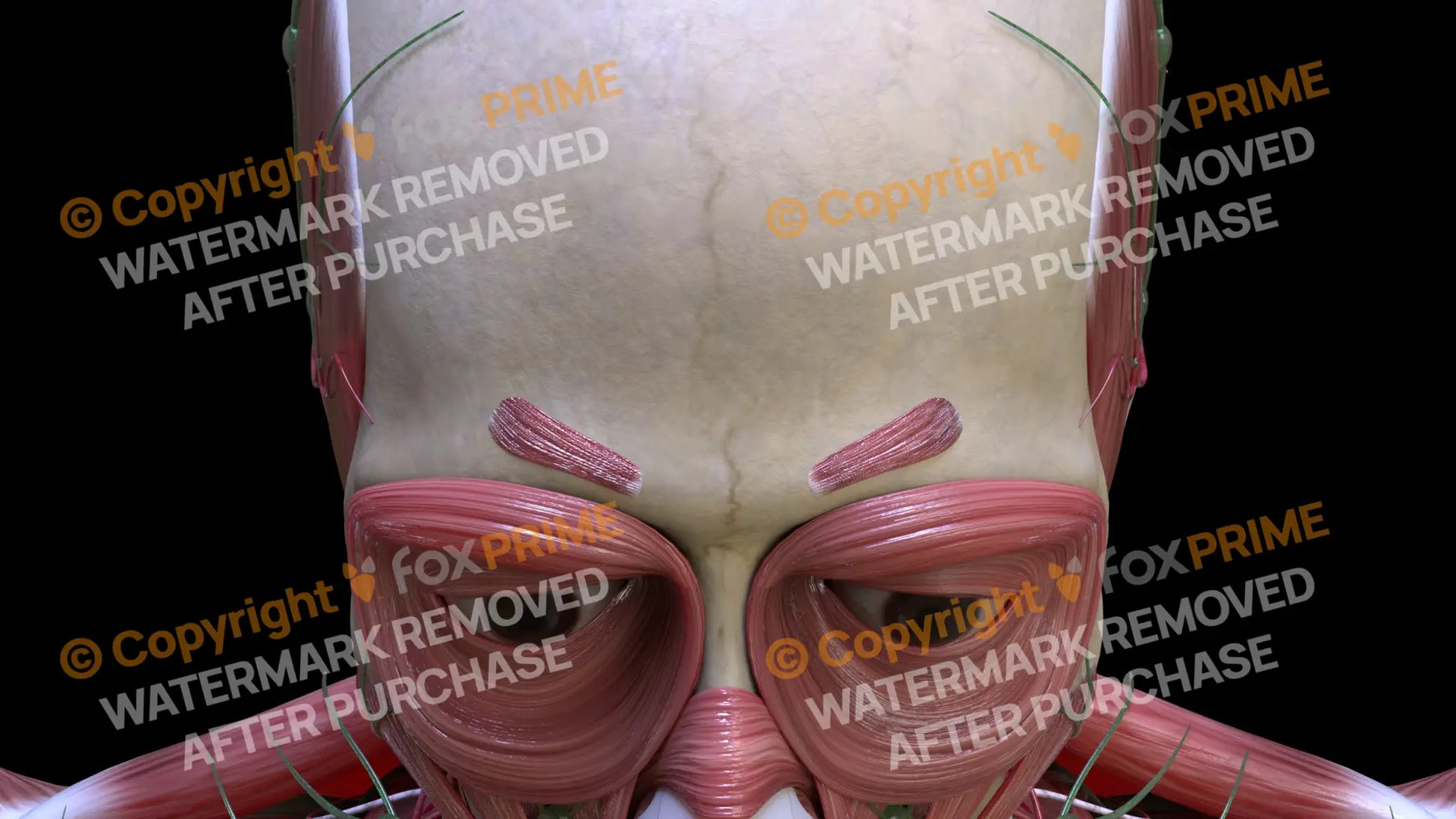 Muscular System Corrugator Supercilii 2 Still Shot