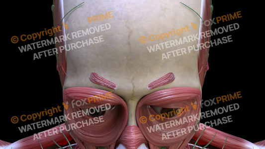 Muscular System Corrugator Supercilii 2 Still Shot
