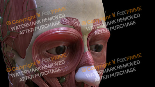 Muscular System Depressor Supercilii 2 Still Shot