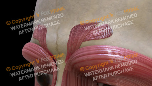 Muscular System Depressor Supercilii 3 Still Shot