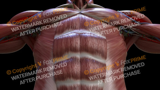 Muscular System Diaphragm 2 Still Shot