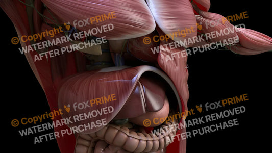 Muscular System Diaphragm 3 Still Shot