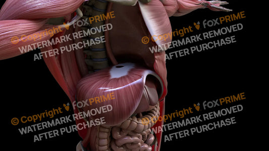 Muscular System Diaphragm 4 Still Shot