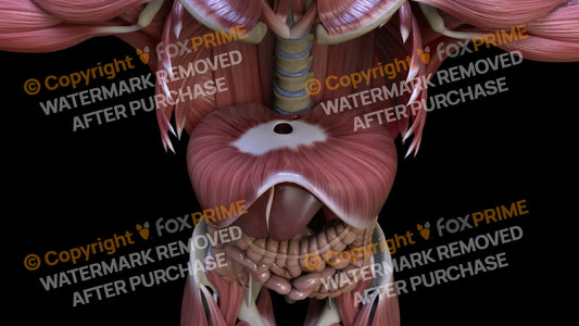 Muscular System Diaphragm 5 Still Shot