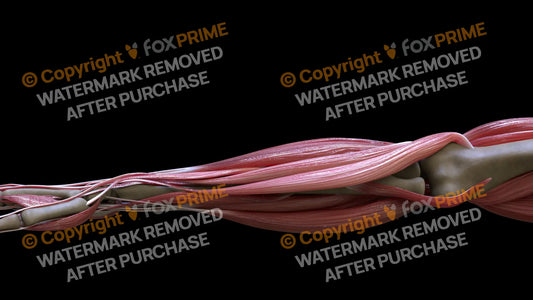 Muscular System Extensor Carpi Radialis Longus 2 Still Shot