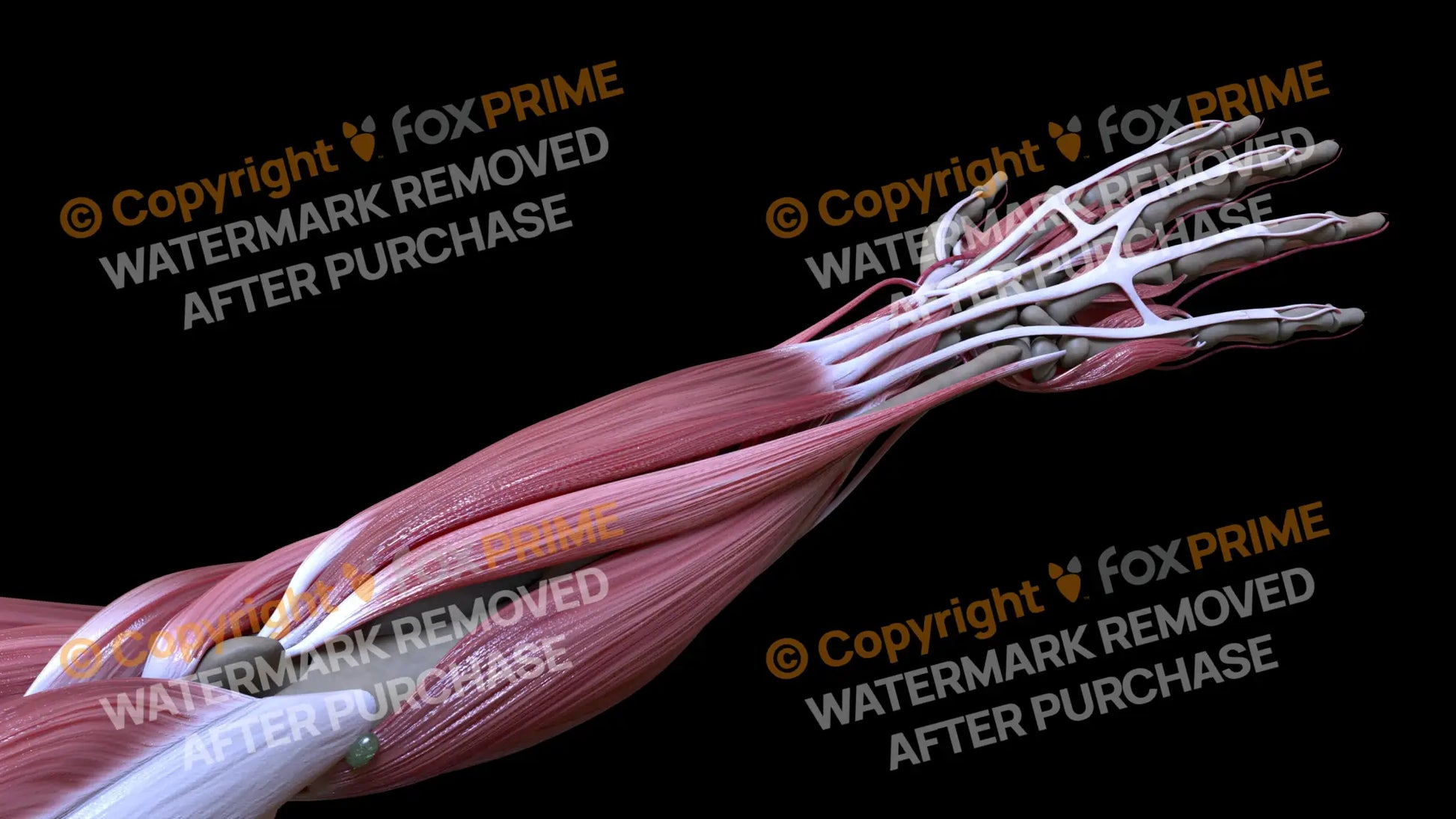 Muscular System Extensor Carpi Ulnaris 2 Still Shot