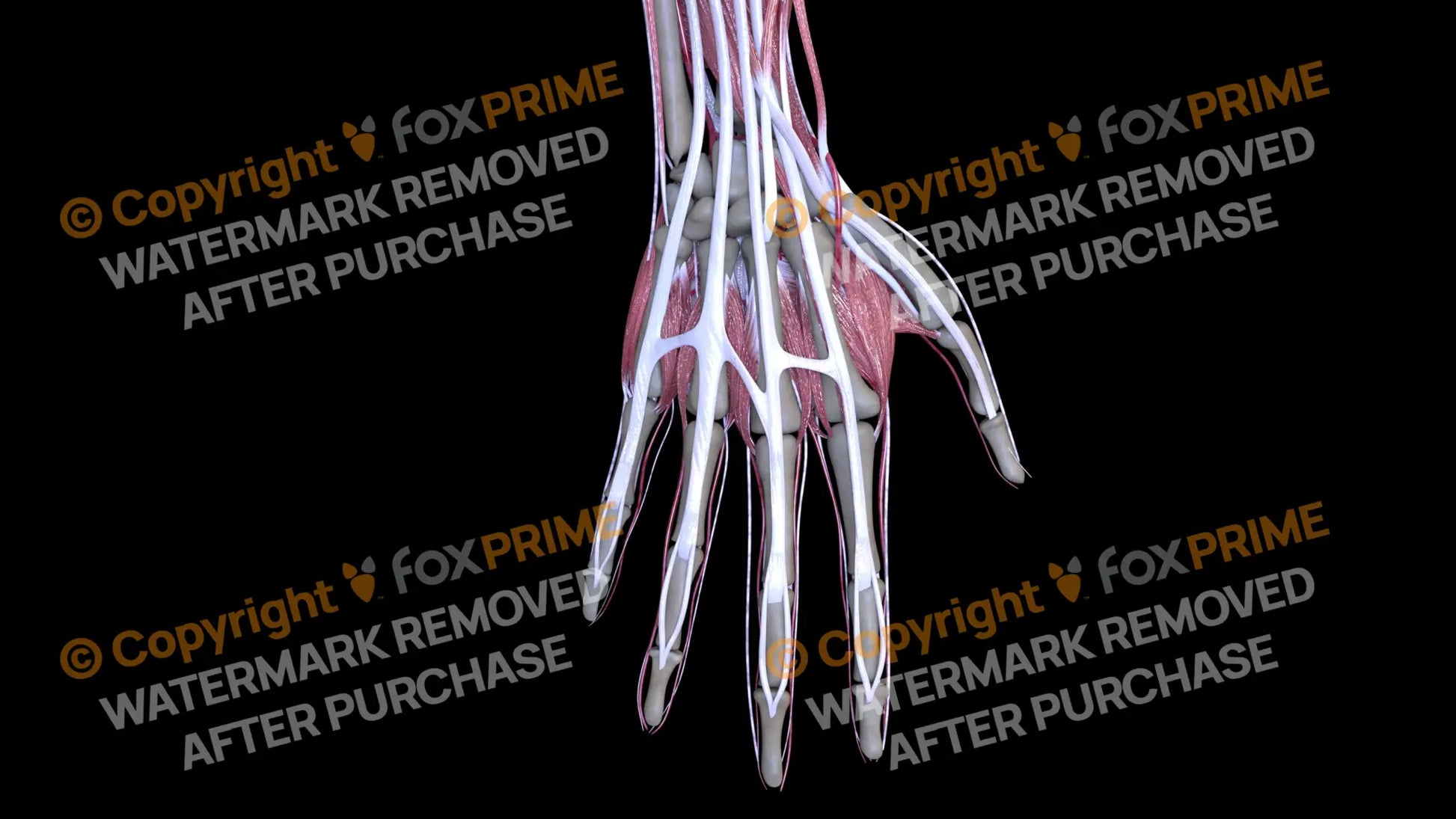 Muscular System Extensor Digitorum 3 Still Shot