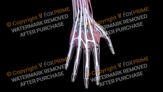 Muscular System Extensor Digitorum 3 Still Shot