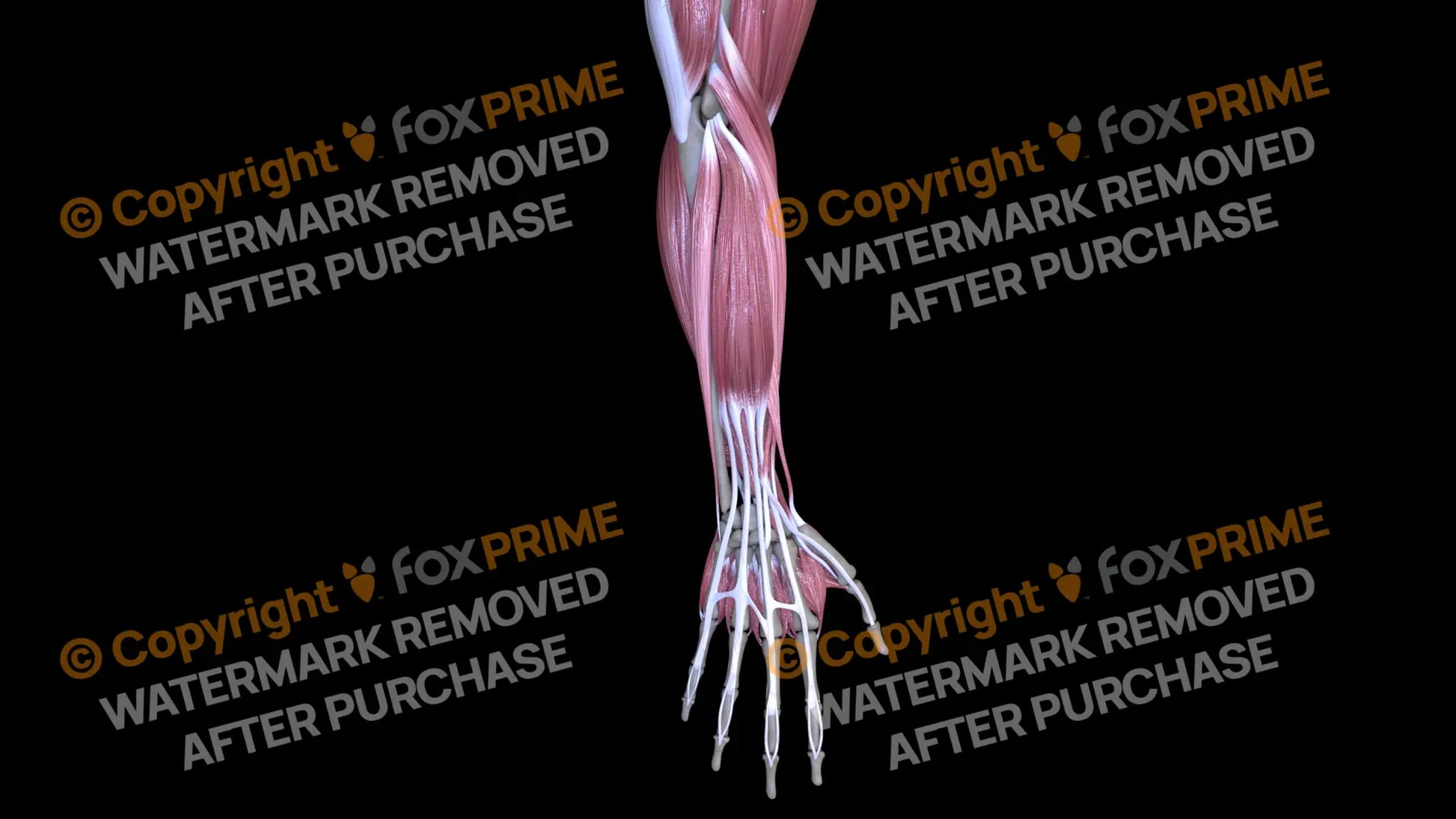 Muscular System Extensor Digitorum 4 Still Shot