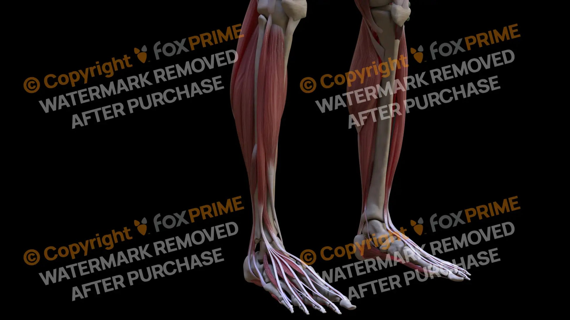 Muscular System Extensor Digitorum Longus 2 Still Shot