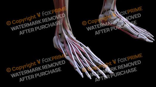Muscular System Extensor Digitorum Longus 3 Still Shot