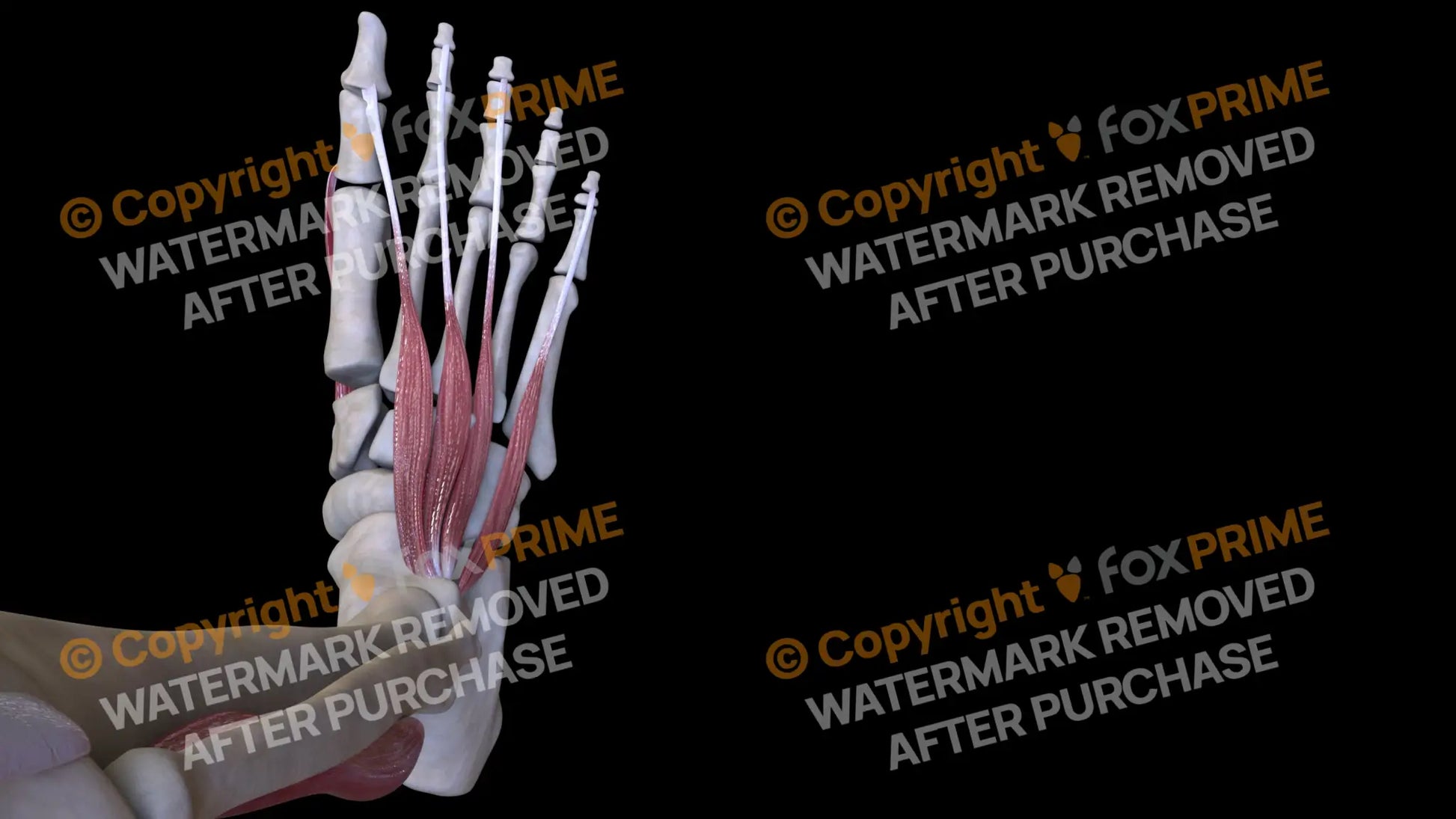Muscular System Extensor Hallucis Brevis 2 Still Shot