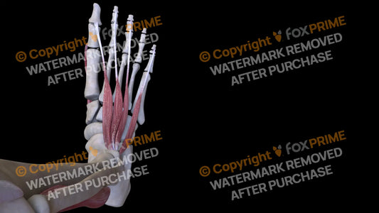 Muscular System Extensor Hallucis Brevis 2 Still Shot