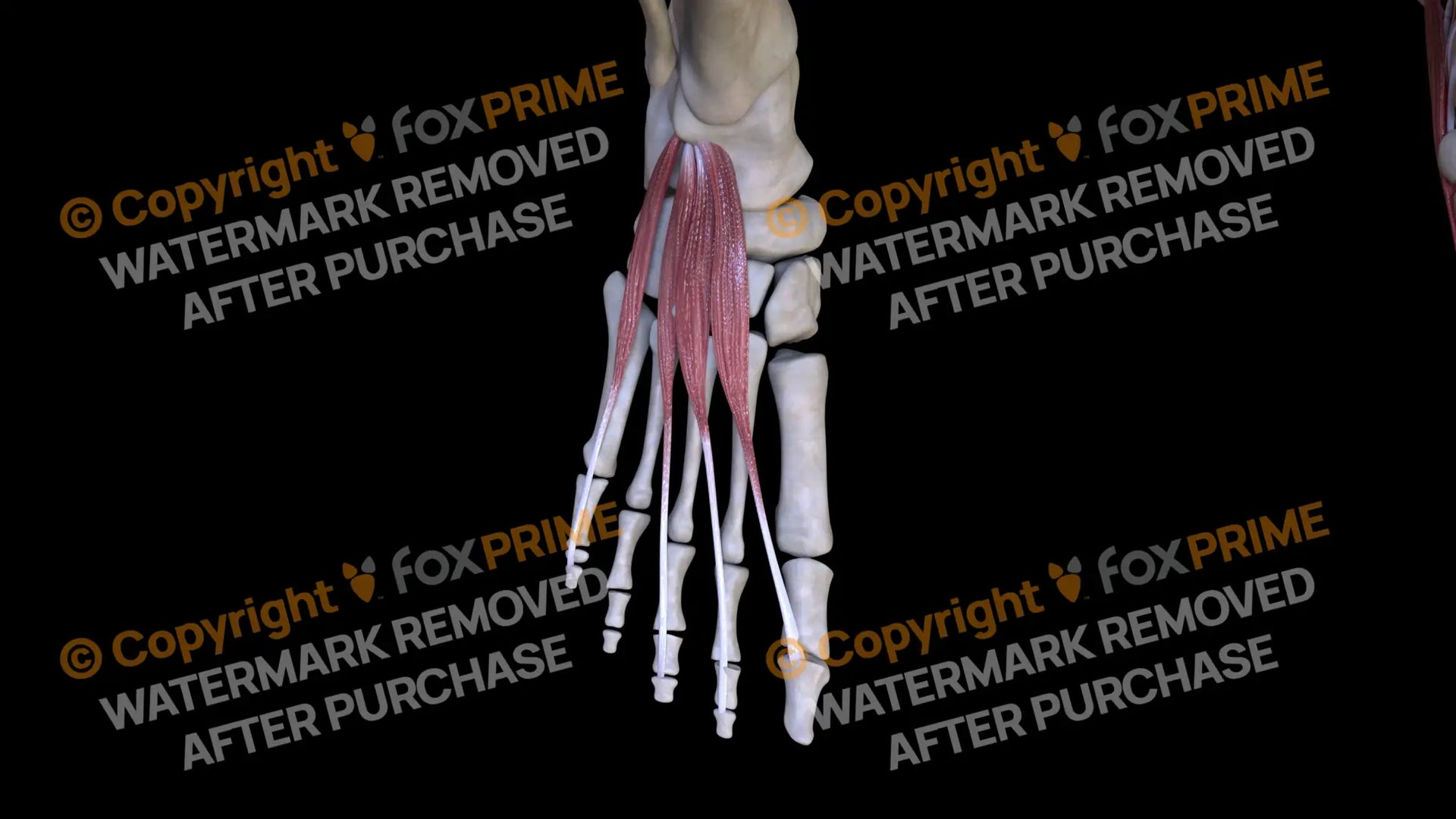 Muscular System Extensor Hallucis Brevis 3 – FoxPrime, image size:1920x1080