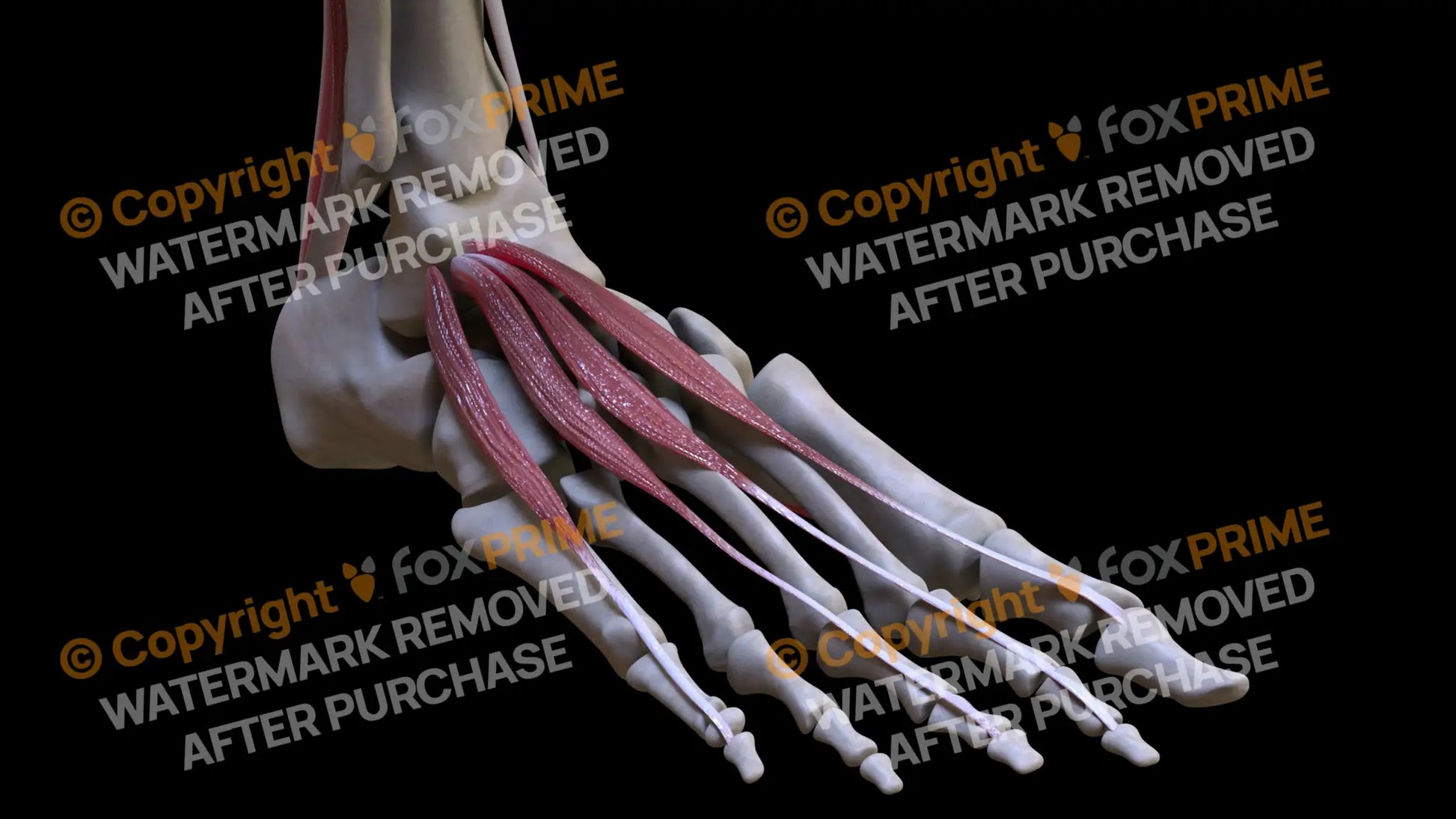 Muscular System Extensor Hallucis Brevis 4 Still Shot