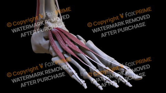 Muscular System Extensor Hallucis Brevis 4 Still Shot